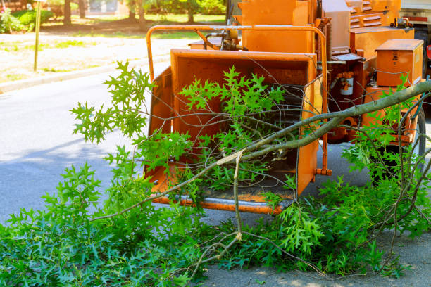 Emergency Storm Tree Removal in Hilliard, FL